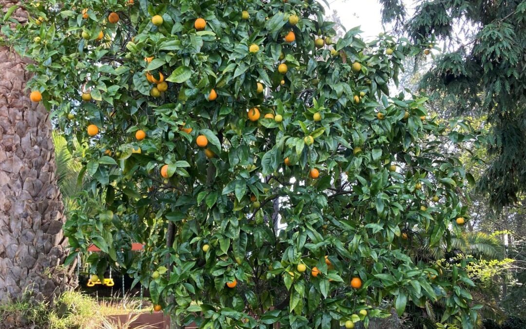 Tu B’Shvat (the Jewish Environmental Holiday)