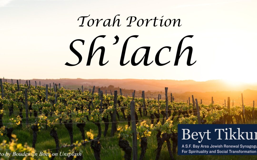 Torah Study – Sh’lach