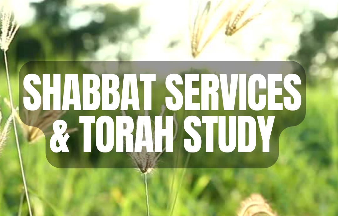 torah study Sh’lach
