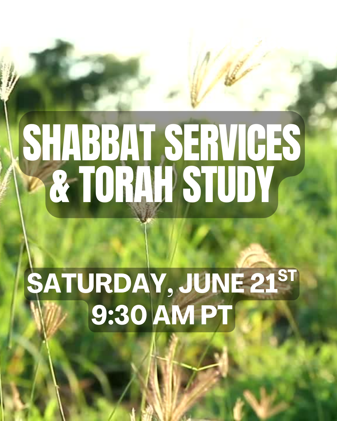torah study Sh’lach
