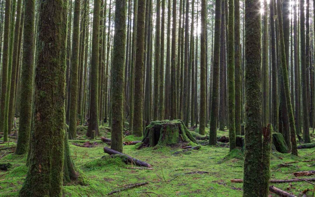 Tu B’Shvat Celebration: Shabbat, Torah Study, and Seder