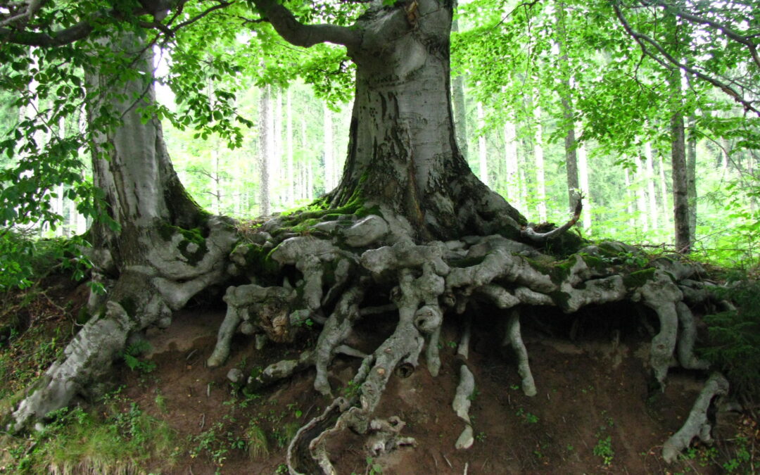 Adventures in Ashkenazi Jewish Genealogy With Sarah Millspaugh (ONLINE)